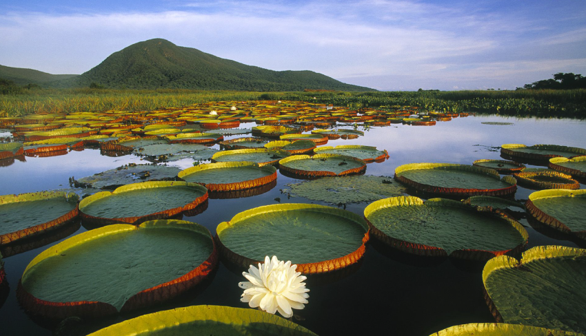 AMAZONIA